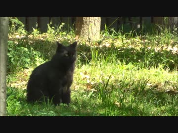 桜之宮のねこ