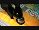 黒ウサギさんがご飯をご所望しています。チーン