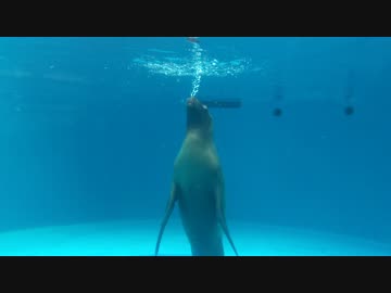 泡で遊ぶアシカ