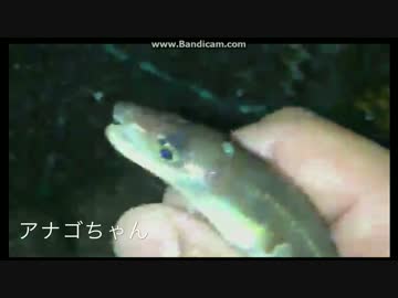 2017-05-05 生放送アナゴカゴでアナゴを捕獲！