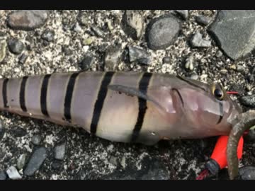 釣り動画ロマンを求めて　47釣目（トンビ磯（葉山公園))