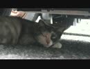 眠たそうにしている野良猫