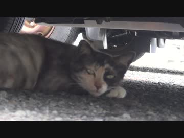眠たそうにしている野良猫