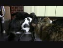こんしゅうのおやつ【蒼民家の猫々】