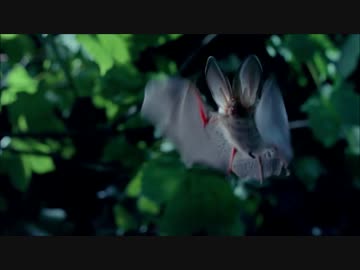 アプリ版フレンズを動物ドキュメンタリーで紹介するよ　part2