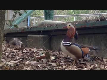 ショウジョウトキ達に会いに来たんですか？(ドヤァ)【東武動物公園】