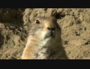 2017/05/06 千葉市動物公園のオグロプレーリードッグ