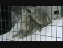 ヒョウの交尾を目撃してドン引きするサーバルちゃん