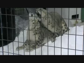 ヒョウの交尾を目撃してドン引きするサーバルちゃん