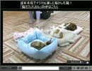 【猫カフェ生中継】実況放送 part2　ウシシ（生放送主）