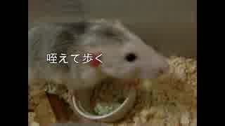 【ラット】リンゴあげる【ネズミ】