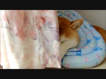 柴犬ひかいちと猫ミルキー　ひなたぼっことおひるね