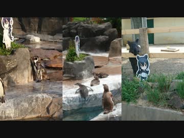 【東武動物公園】今週のグレープ君達part01【アライさんも】