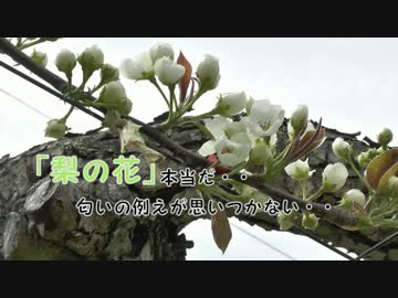 まったり農家な一日　第５０話