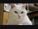 猫の「ドヤ顔」 傑作選