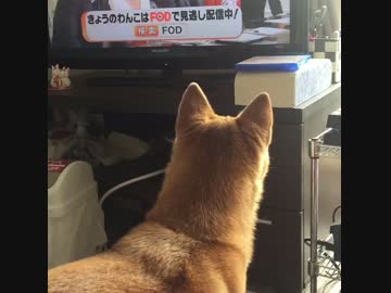 オモチャの音に反応しちゃう愛犬ミミ
