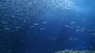 Sardine Run at Pescador Island