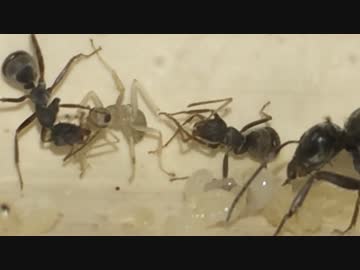 蟻戦争＃117 子アリ救出！懸命の羽化作業！編