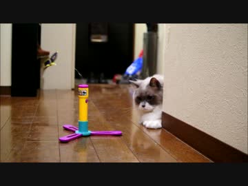 蝶とたぬこ