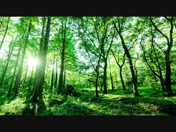 自然音　田舎の朝　鳥のさえずり