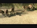 カンガルーのTまTまを撮ってみた
