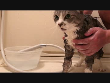 【モアクリ】 ネコバスタイム