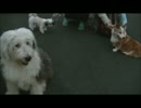 【ししまる 057】 大中小のワンコ達