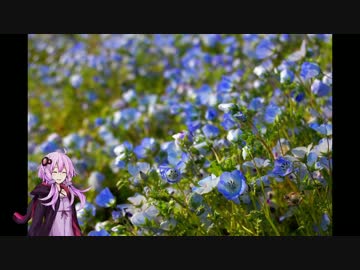 【ゆかり車載】ひたち海浜公園と大洗に行ってみた【NDロードスター】