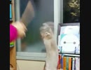 猫パンチラッシュ