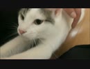 飼い主のファスナーをおろしてアレをむさぼる猫
