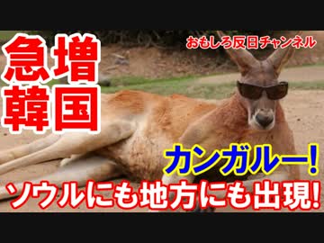 【韓国でカンガルーが急増中】 ソウルにも地方にも出現！貧困が原因？