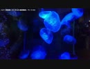 【生海月】なまくらじお【2017.5.13】