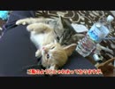 子猫の兄弟喧嘩。どうも女の子がいじめられてる？？？