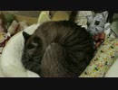 【420】ジャン❤︎ポン　Pet博 2017 に行ってきました