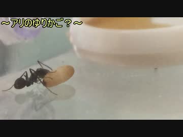 蟻戦争＃118 アリ達のNGシーン？奇怪な行動をするアリ達編