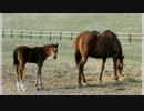 【ウイニングポスト8 2015】女馬主と早世馬の新世界【実況プレイ】242