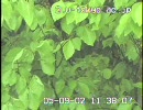 2002年 ブナの展葉