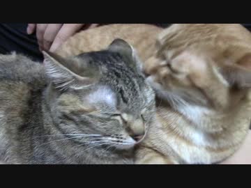 拾いねこ＠生後1769/1736日目　家族団欒って感じでいいですね。