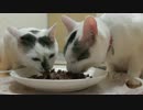 鮪とカリカリのテリーヌをガッツリ完食する猫