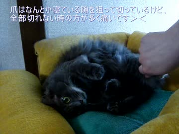 猫さん：８(お腹わしゃわしゃもふってみた)