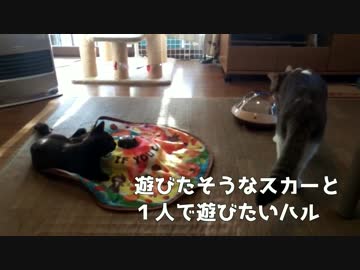 【かわいい】妹猫と遊びたいけど、上手く接せない兄猫(泣)