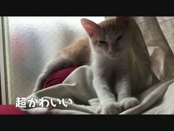 【かわいい！】変な寝方でお昼寝する子猫！【苦しくない？】