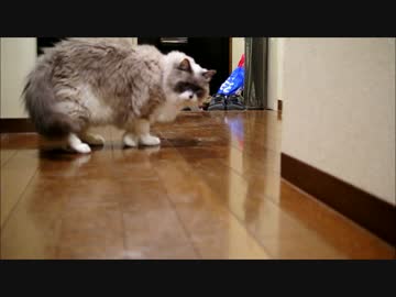 猫は気まぐれ