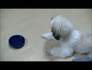 【ししまる 058】 新しいオモチャを手に入れた！