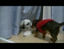 【ししまる 059】 愛し合うふたり