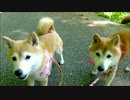 お散歩で蛇に会った柴犬ひかいち