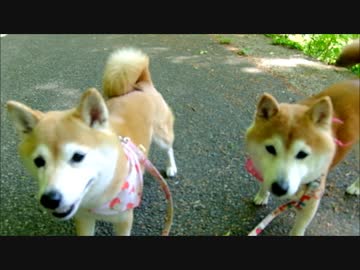 お散歩で蛇に会った柴犬ひかいち
