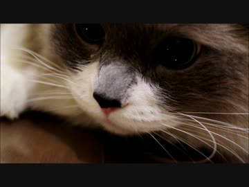 ぼくは透明人間猫にゃ