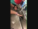 無抵抗シャワー猫