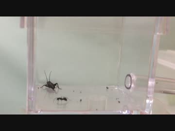 蟻戦争＃119　クロヤマアリVSコオロギ～集団的知性～編